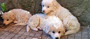 I cuccioli di pastore maremmano trovati dai vigili del fuoco
