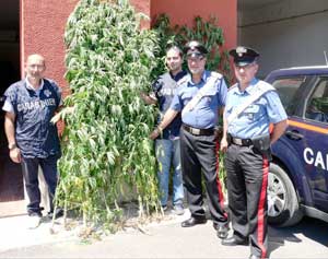 I carabinieri con una delle piante di marijuana sequestrate