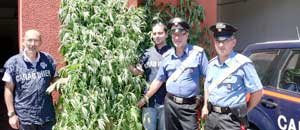 I carabinieri con una delle piante di marijuana sequestrate