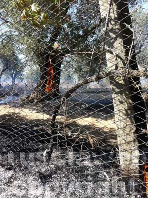 L'incendio sulla Cassia Sud