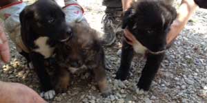 I cagnolini trovati