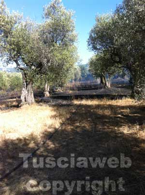 L'incendio sulla Cassia Sud