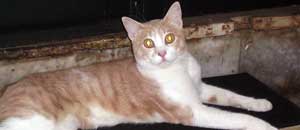 Romeo