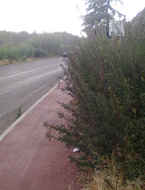 L'erba sul marciapiede in strada Bagni