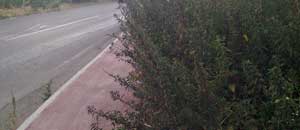 L'erba sul marciapiede in strada Bagni