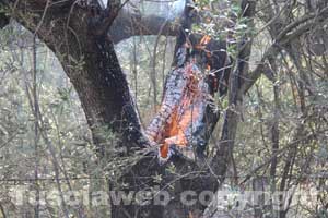 Un albero aggredito dalle fiamme