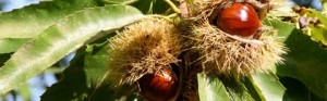 Le castagne dei Cimini