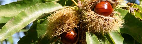 Le castagne dei Cimini