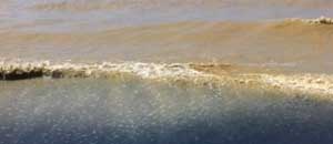 Mare di fango alla foce del Marta