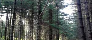 L'albero pericolante