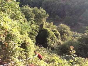 Il recupero delle capre in località Pian del Cerro