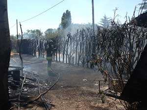 Gli alberi che hanno preso fuoco