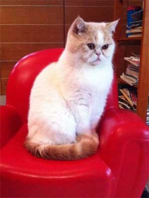 Il gatto Kiro