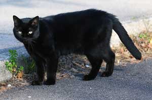 Strage di gatti neri