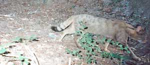 Il gatto selvatico