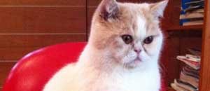Il gatto Kiro