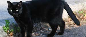 Un gatto nero