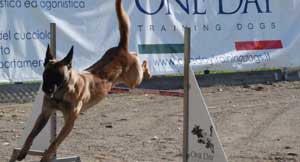 Un momento degli Agility dog