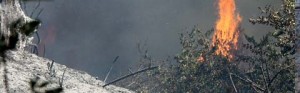 La boscaglia in fiamme