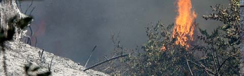 La boscaglia in fiamme