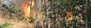 La boscaglia in fiamme