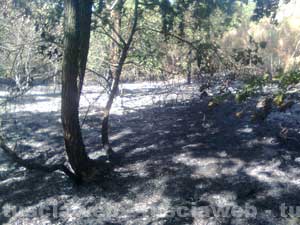 Un incendio tra Bassano in Teverina e Orte