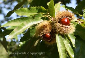 Castagne