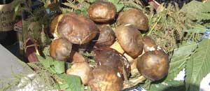 funghi porcini