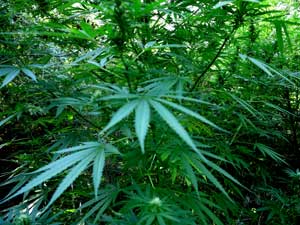 Una piantagione di cannabis