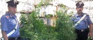 Le piante di marijuana sequestrate