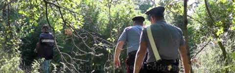 I carabinieri esplorano la piantagione di marijuana