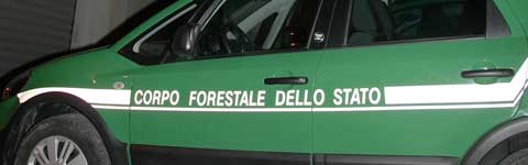 La forestale in azione