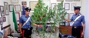 Una pianta di canapa sequestrata dai carabinieri