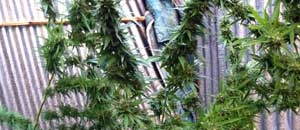 Una pianta di marijuana sequestrata