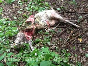 La pecora sbranata dal branco di cani randagi