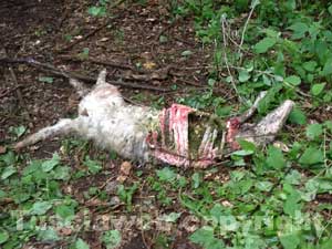 La pecora sbranata dal branco di cani randagi