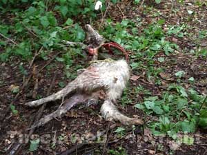 La pecora sbranata dal branco di cani randagi