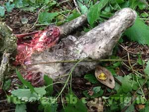La pecora sbranata dal branco di cani randagi