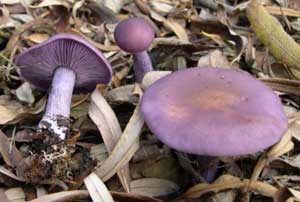 I funghi