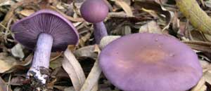 I funghi