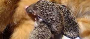 I tre ricci adottati