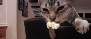 Il gatto che mangia con la forchetta