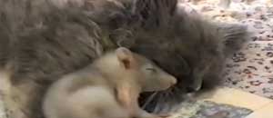 Il gatto e il topolino