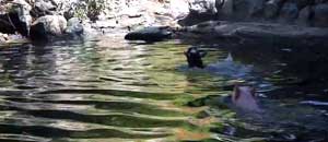 Il maialino coraggioso