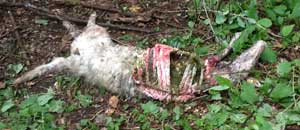 La pecora sbranata dal branco di cani randagi