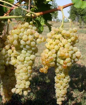 Procanico in selezione
