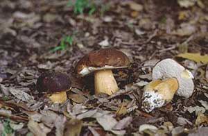 I funghi