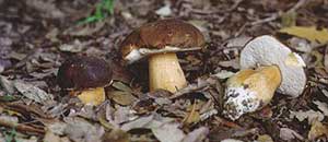 I funghi
