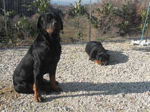 Il rottweiler Nerone