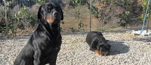Il rottweiler Nerone